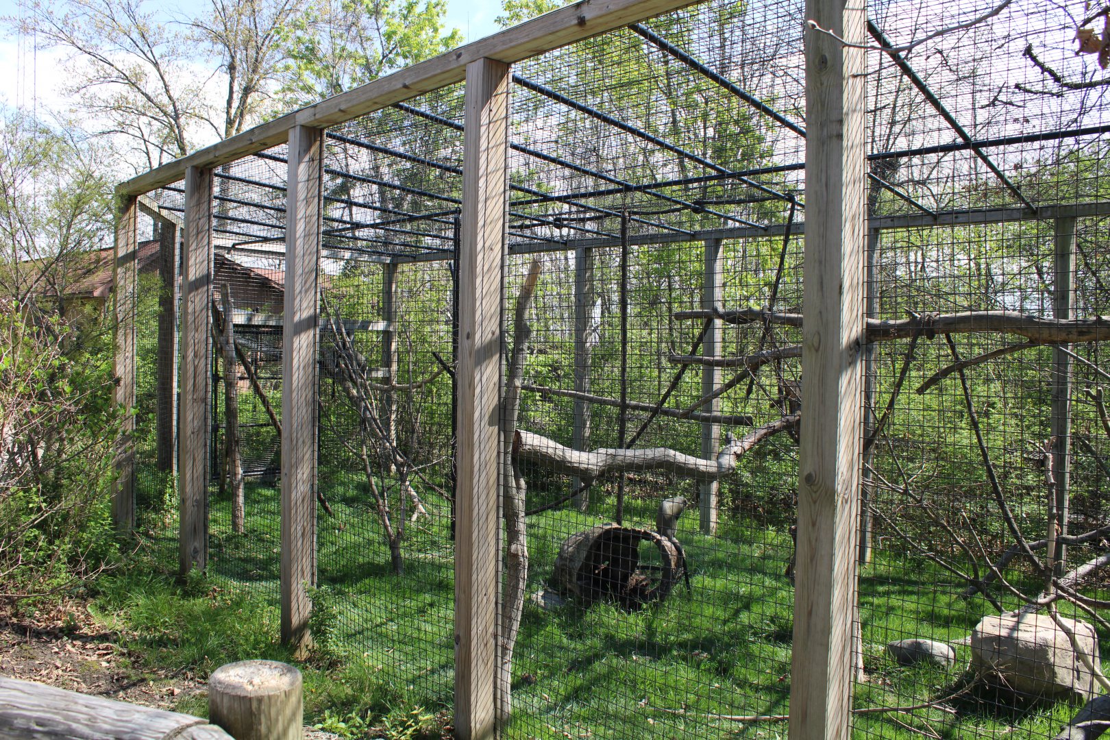 May. 2021 - African Journey - De Brazza's Monkey Exhibit