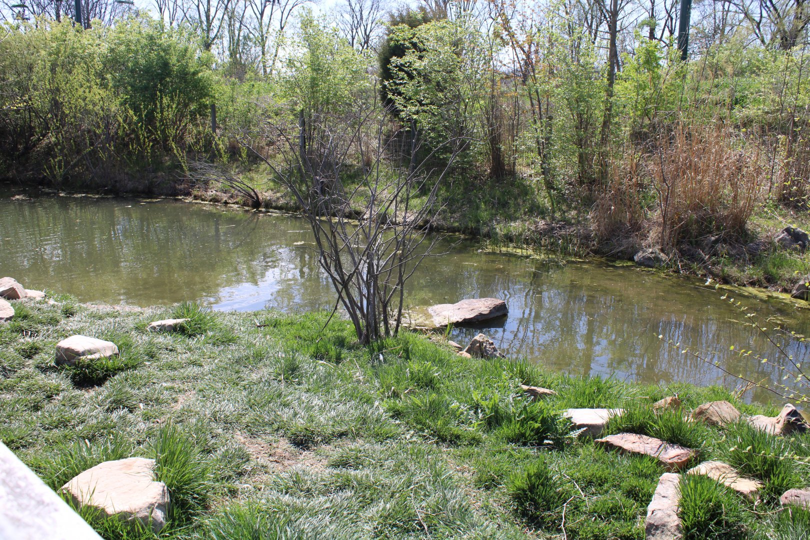 May. 2021 - African Journey - Great White Pelican Exhibit