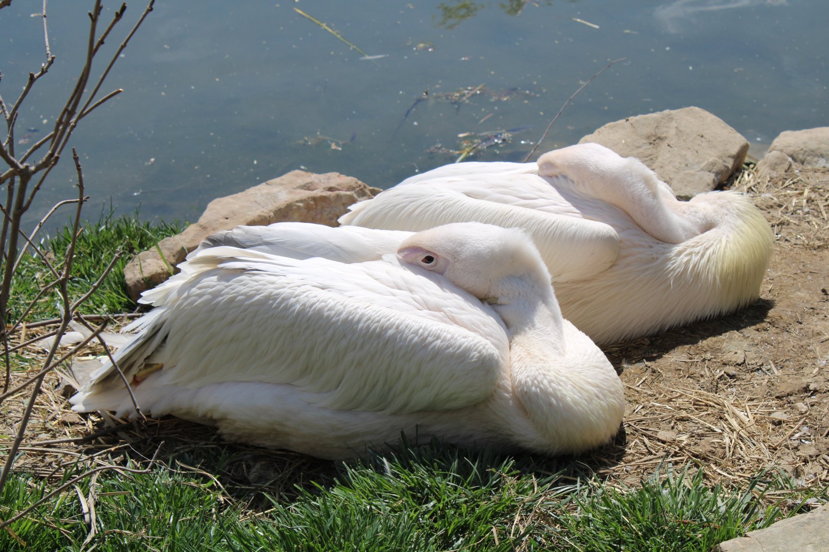 May. 2021 - African Journey - Great White Pelicans