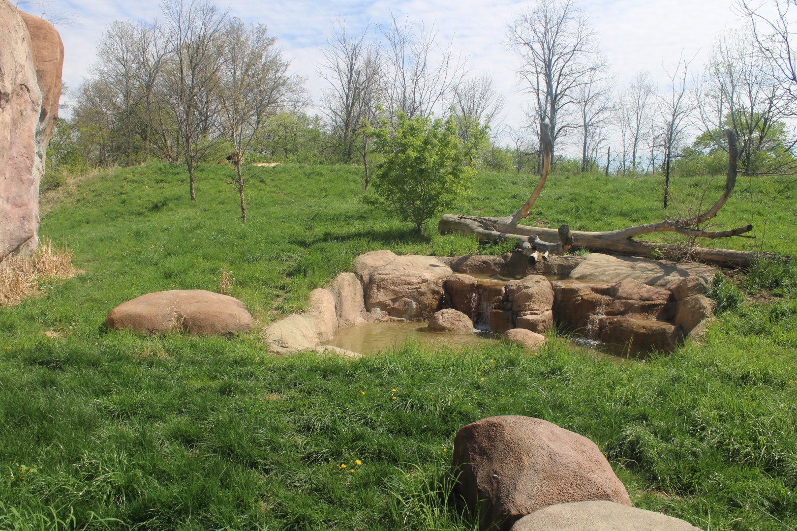 May. 2021 - African Journey - Lion Exhibit