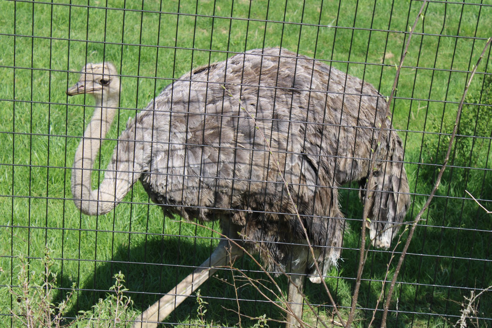 May. 2021 - African Journey - Ostrich