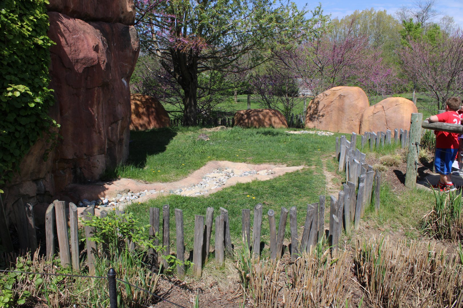 May. 2021 - African Journey - Radiated Tortoise Exhibit