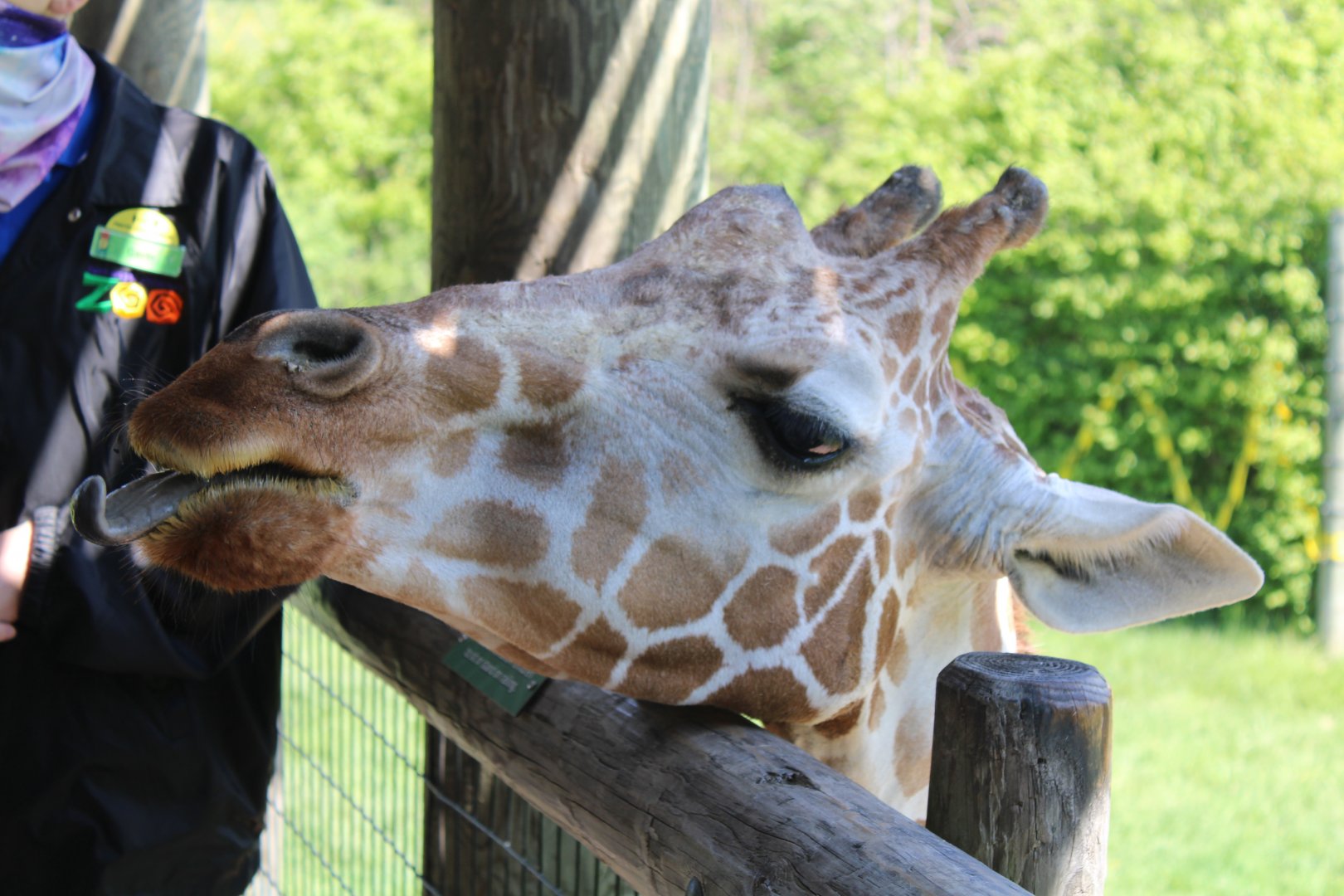 May. 2021 - African Journey - Reticulated Giraffe