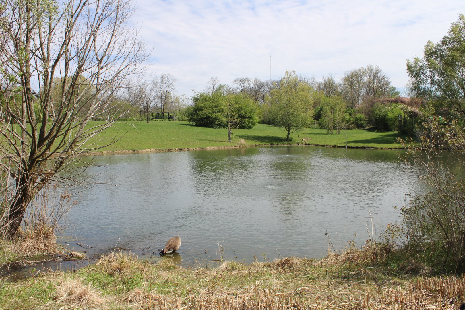 May. 2021 - African Journey - Savanna Exhibit