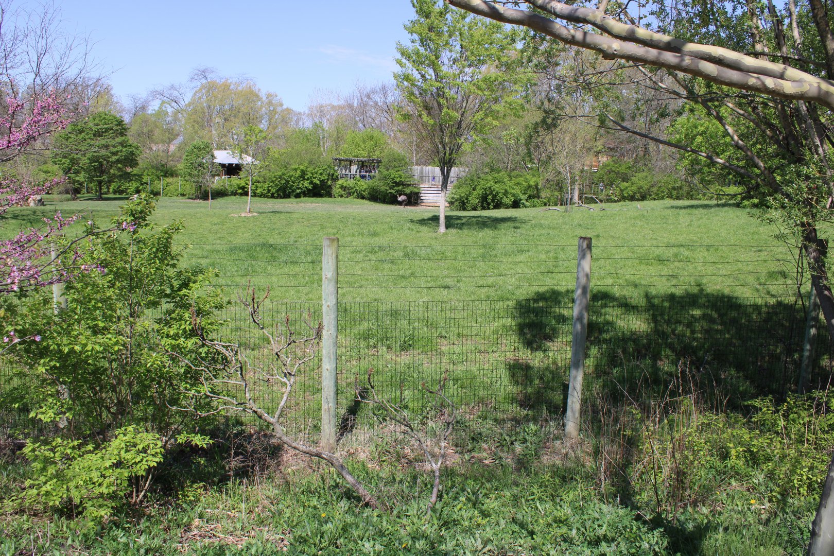 May. 2021 - African Journey - Savanna Exhibit