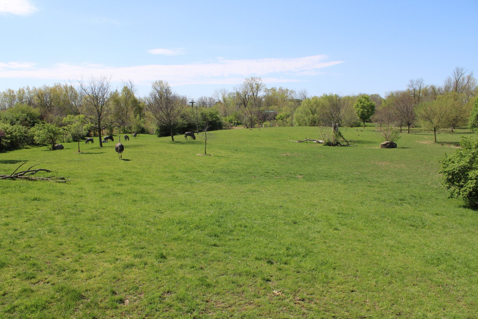 May. 2021 - African Journey - Savanna Exhibit