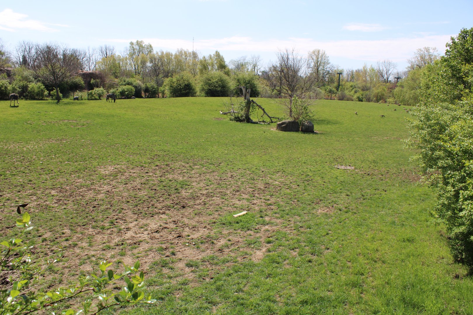 May. 2021 - African Journey - Savanna Exhibit