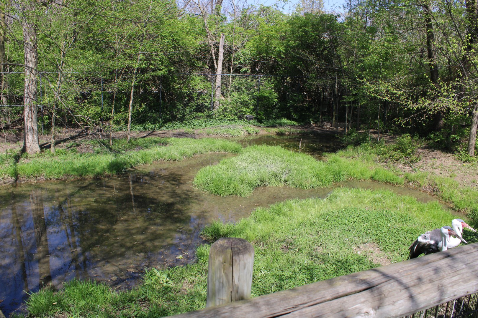 May. 2021 - African Journey - Wattled Crane Exhibit