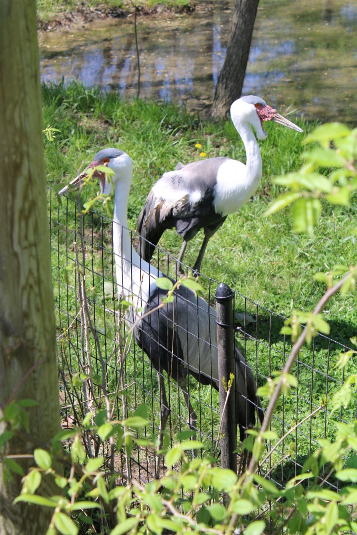 May. 2021 - African Journey - Wattled Cranes