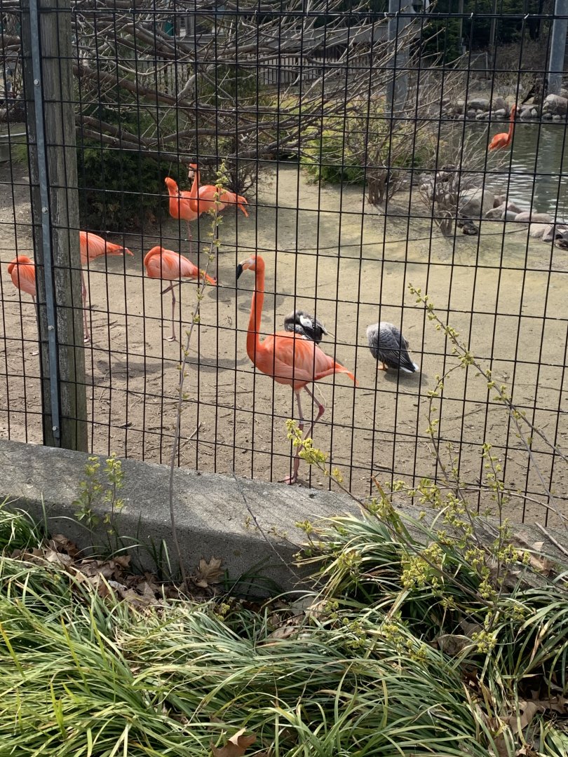 May 2021- American flamingos and Emperor geese