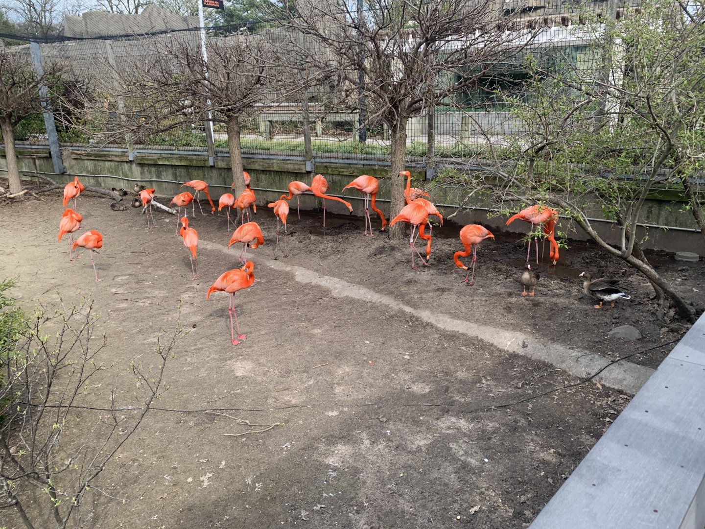 May 2021- American flamingos and Lesser white-fronted geese