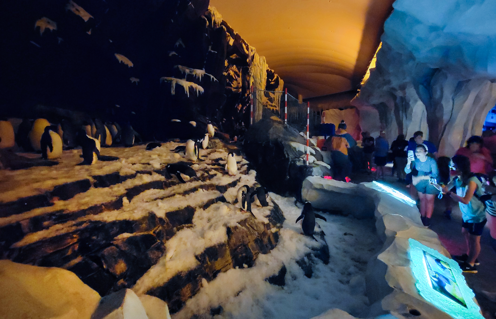 May. 2021 - Antarctica: Empire of the Penguin - Main Exhibit (4 Species)