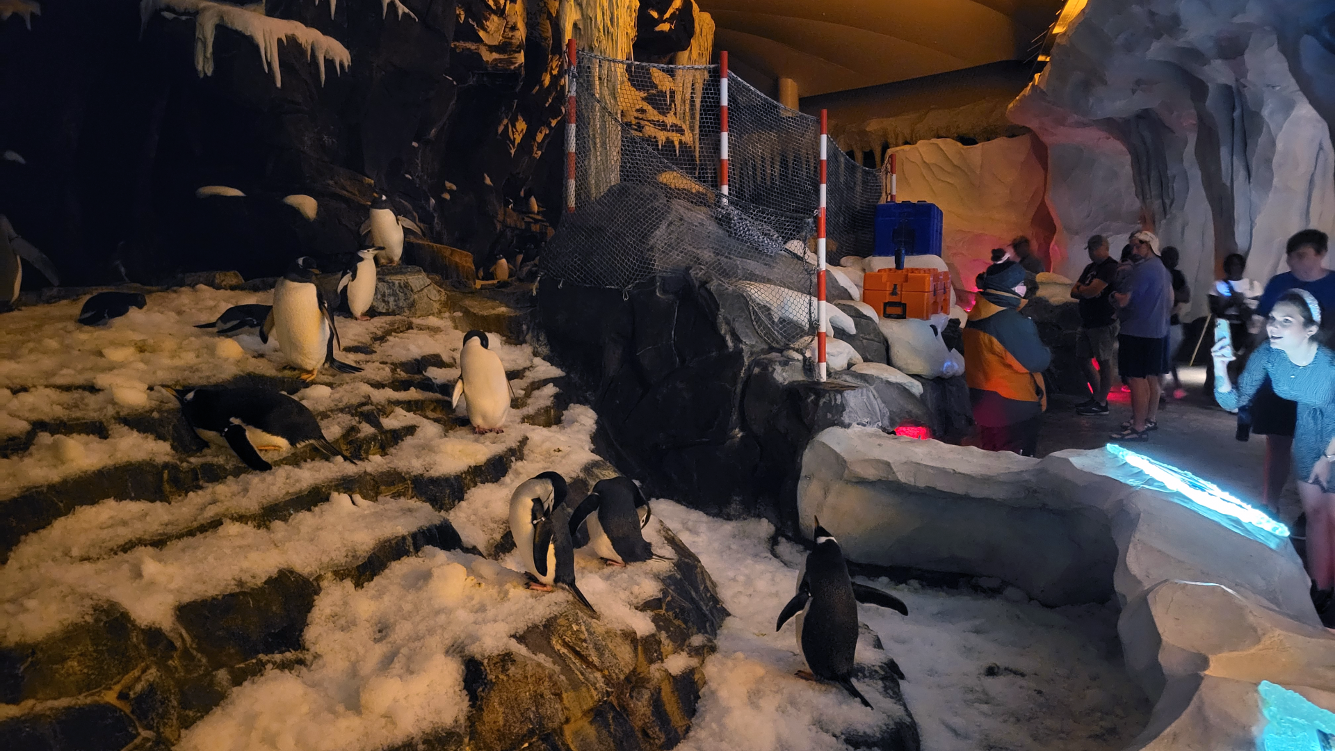 May. 2021 - Antarctica: Empire of the Penguin - Main Exhibit (4 Species)