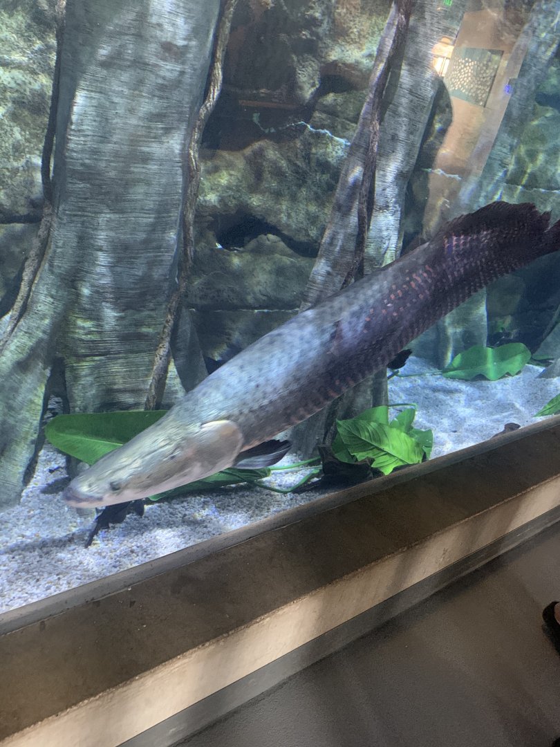 May 2021- Arapaima