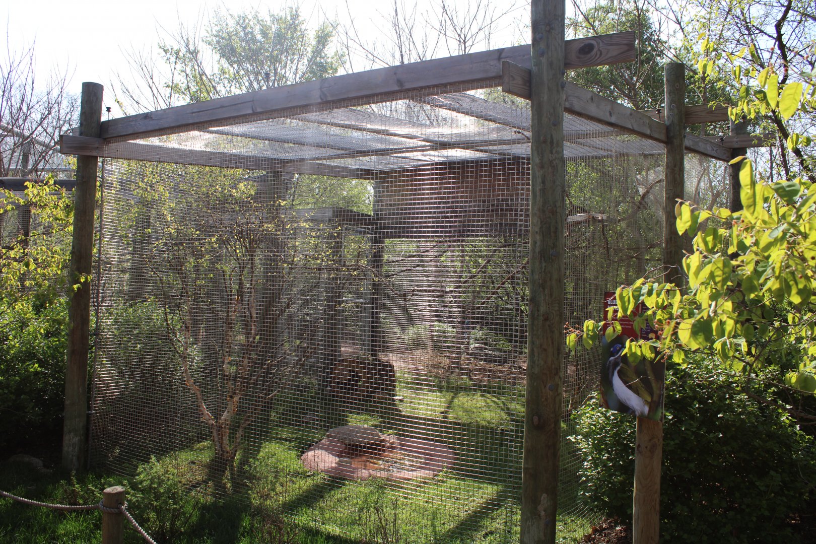 May. 2021 - Australian Adventure - Blue-faced Honeyeater Exhibit