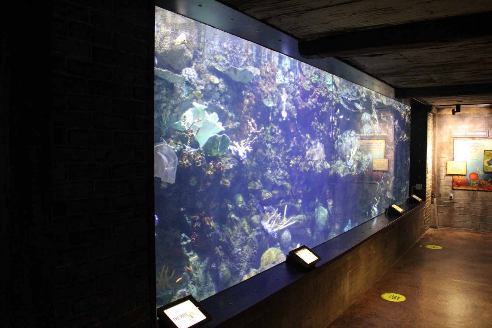 May. 2021 - Australian Adventure - Coral Reef Tank