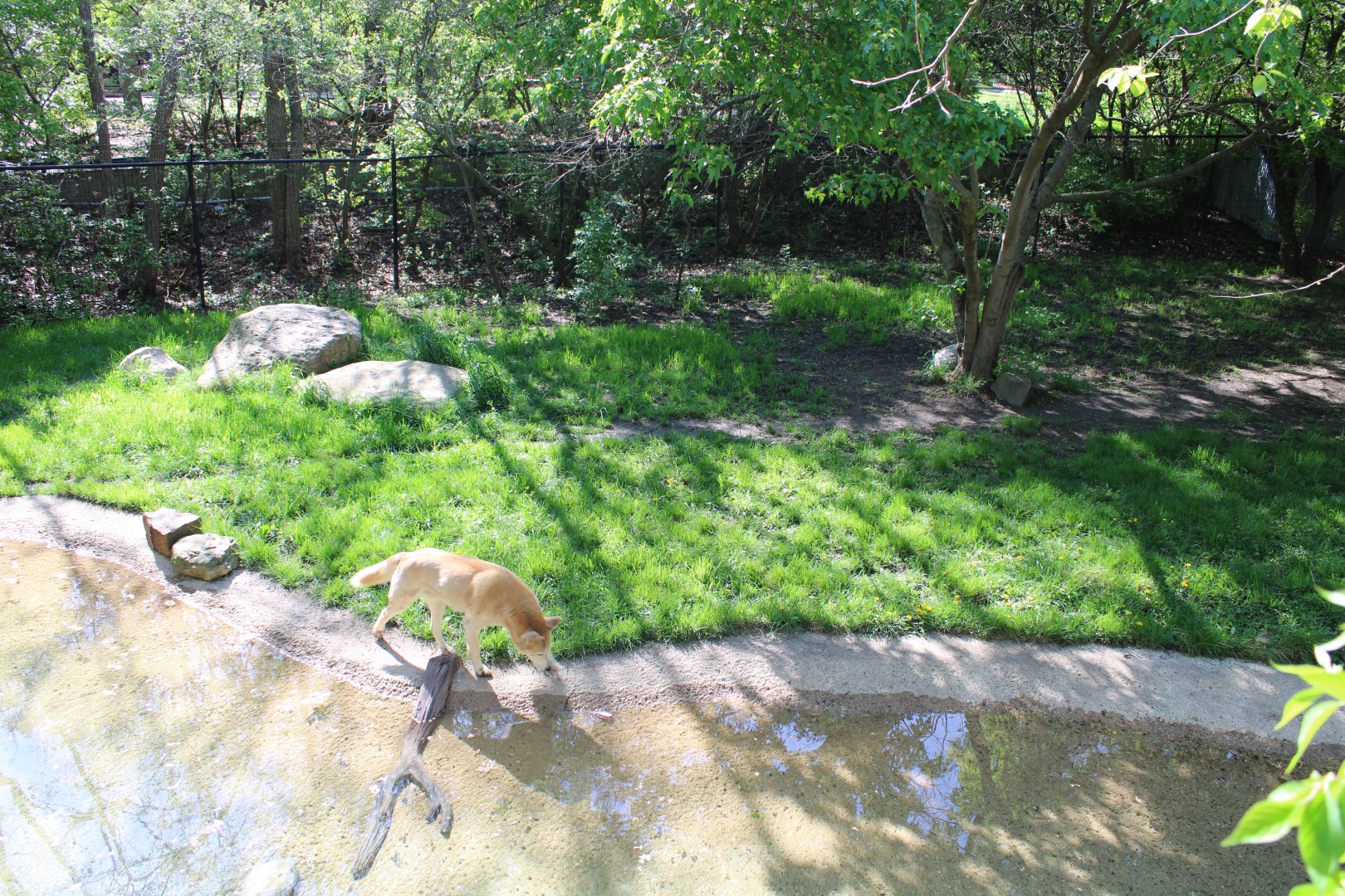 May. 2021 - Australian Adventure - Dingo Exhibit