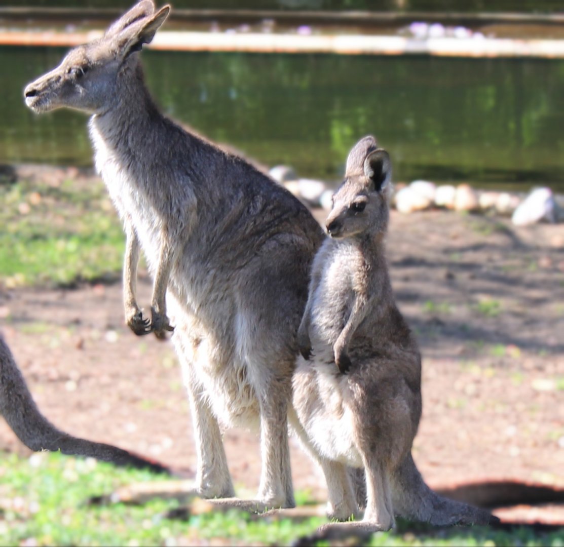 May. 2021 - Australian Adventure - Eastern Grey Kangaroos