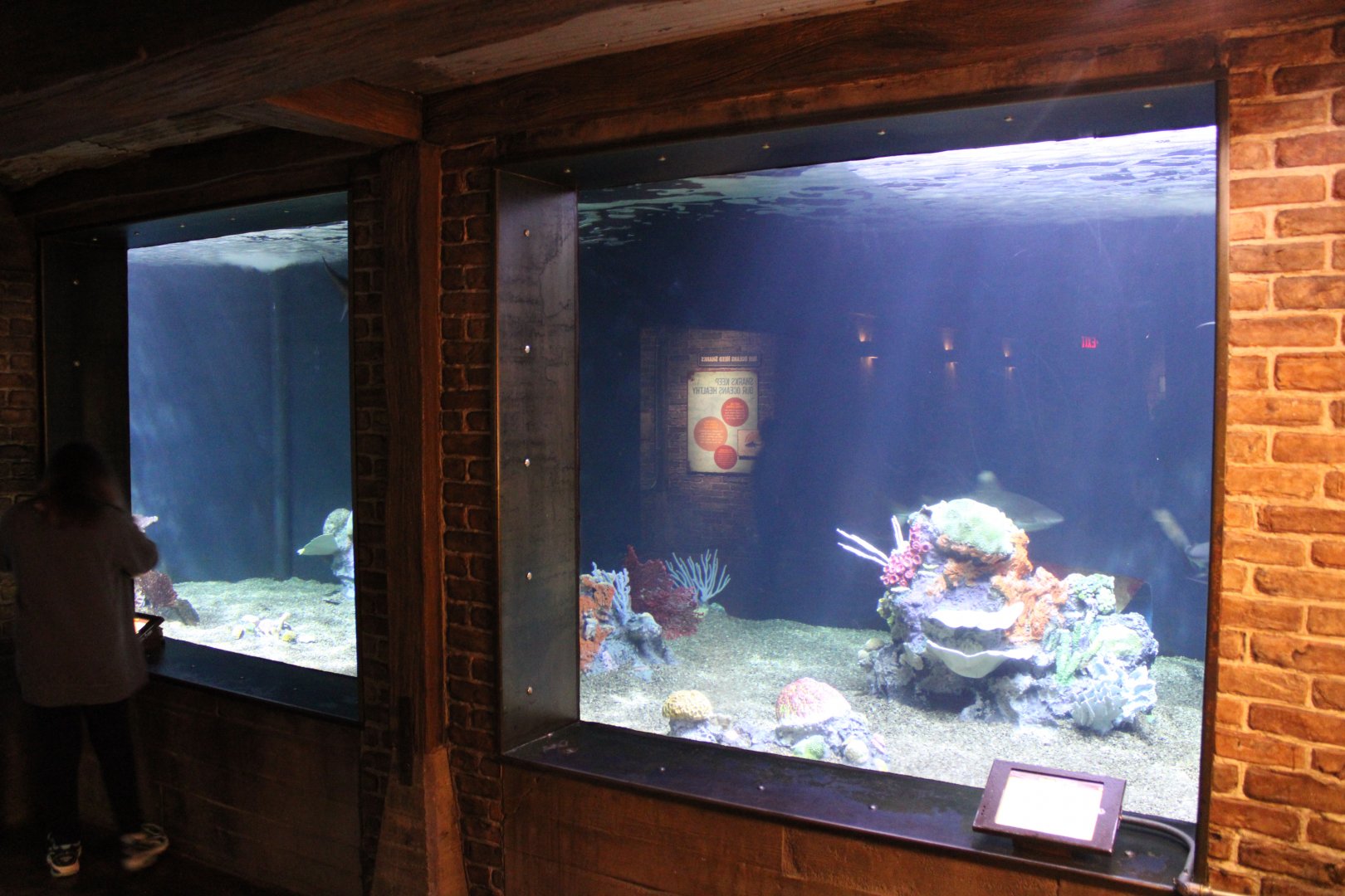 May. 2021 - Australian Adventure - Main Tank