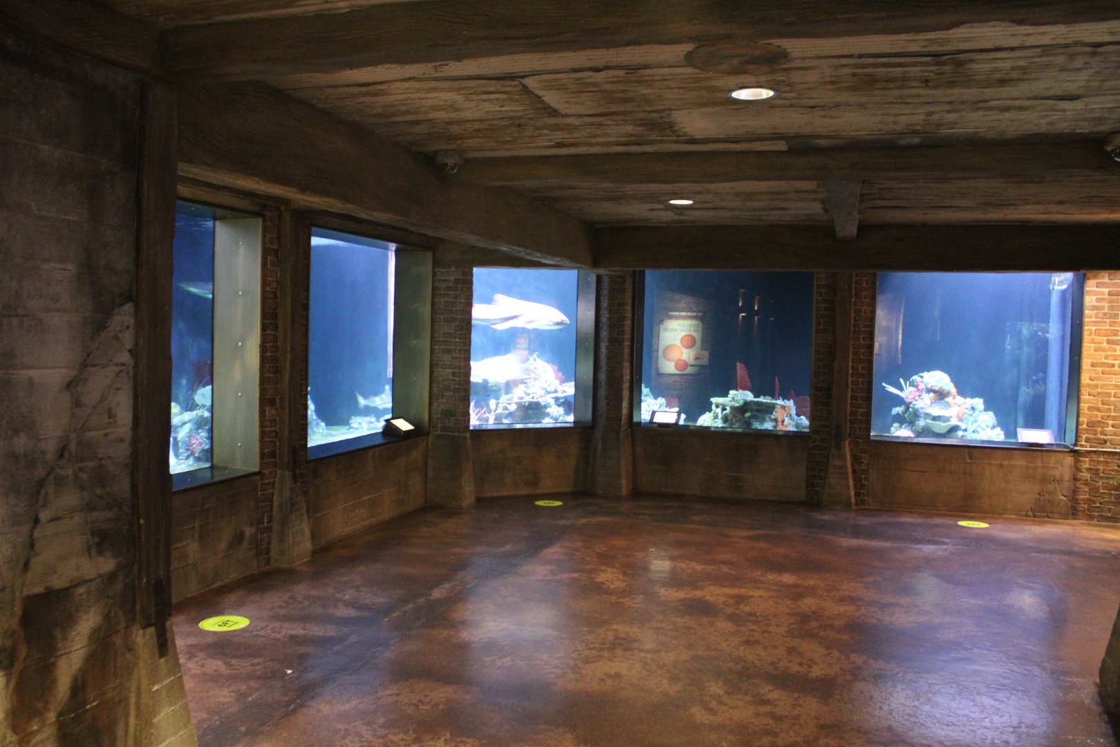 May. 2021 - Australian Adventure - Main Tank