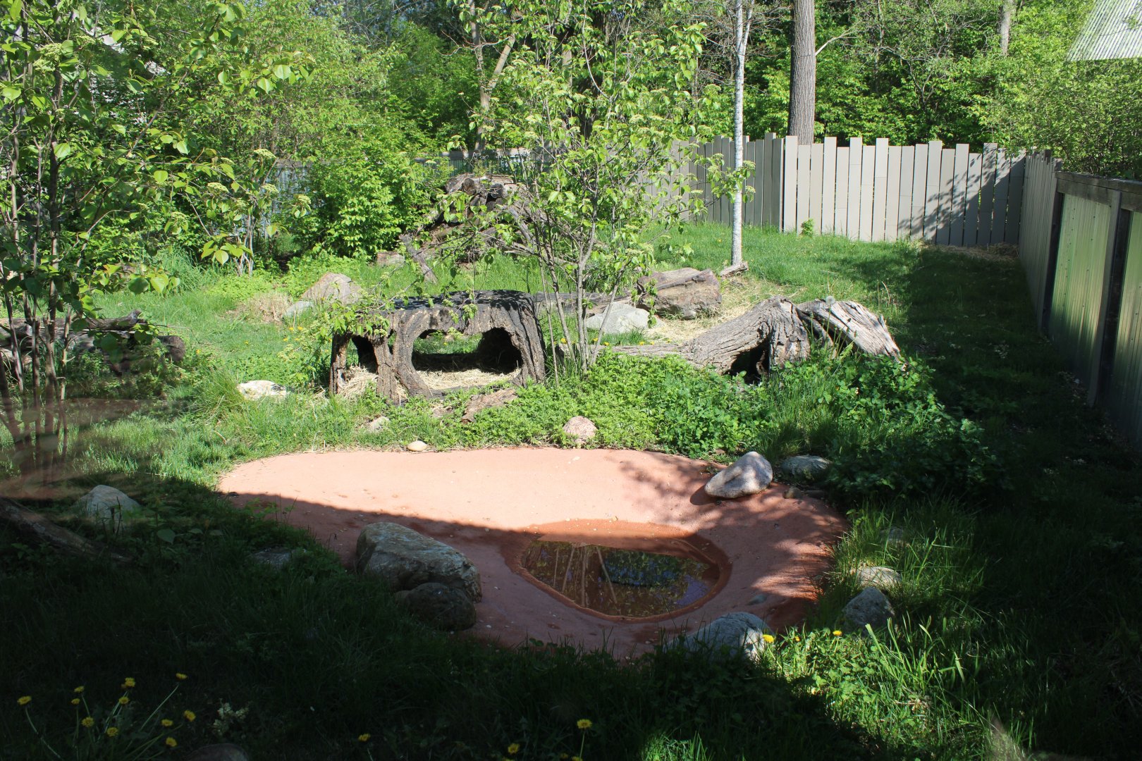 May. 2021 - Australian Adventure - Tasmanian Devil Exhibit