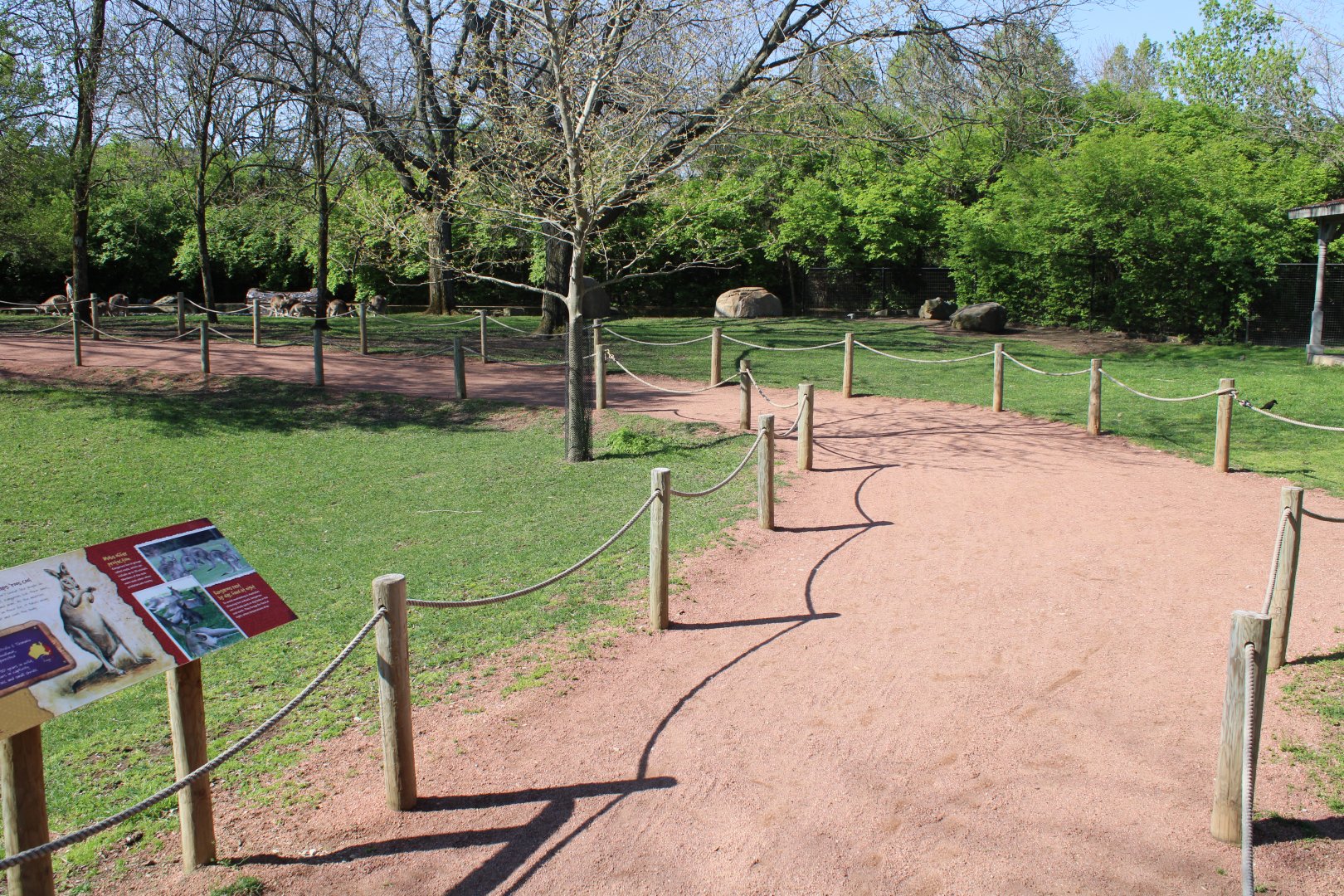 May. 2021 - Australian Adventure - Walk-through Eastern Grey Kangaroo Exhibit