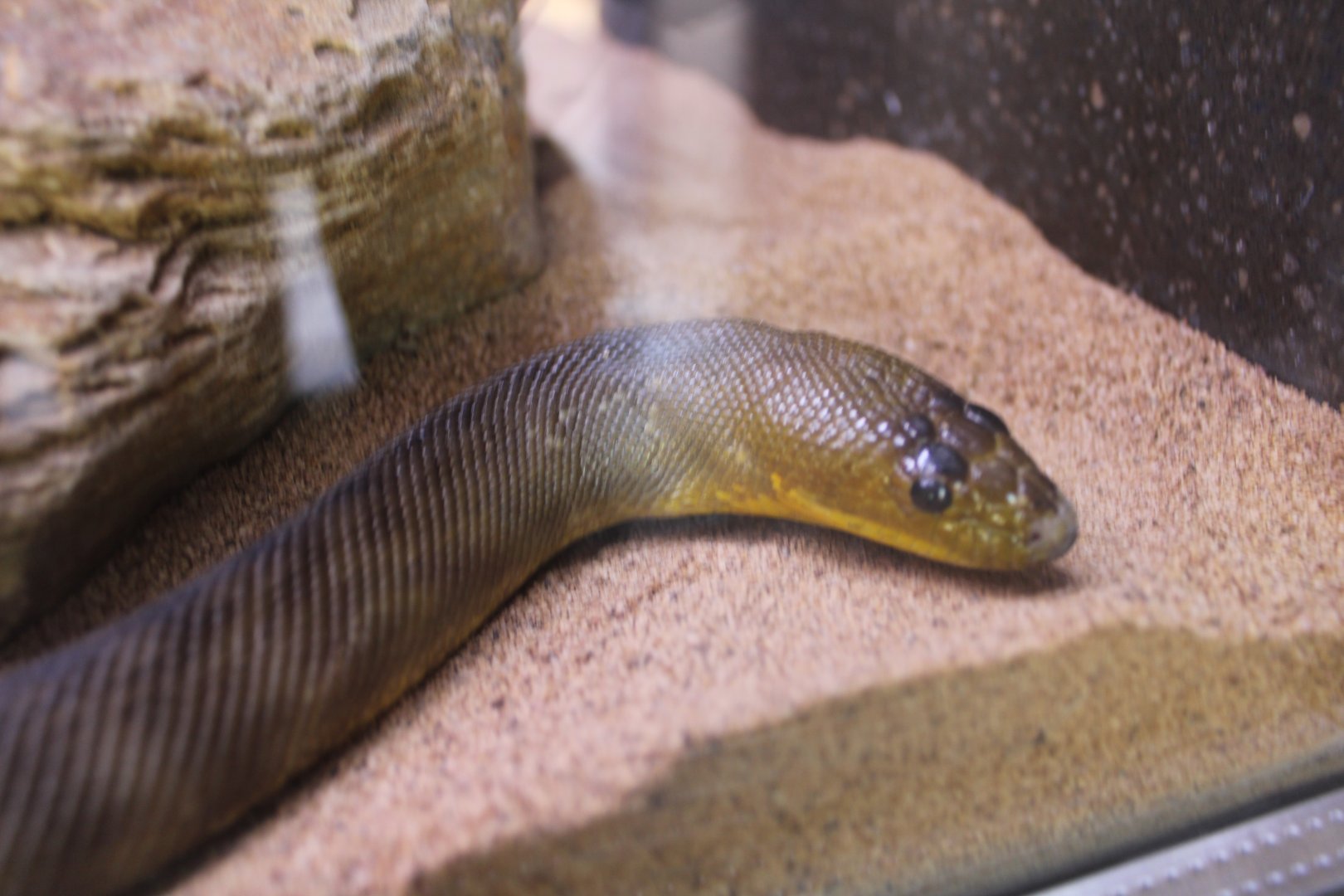 May. 2021 - Australian Adventure - Woma Python