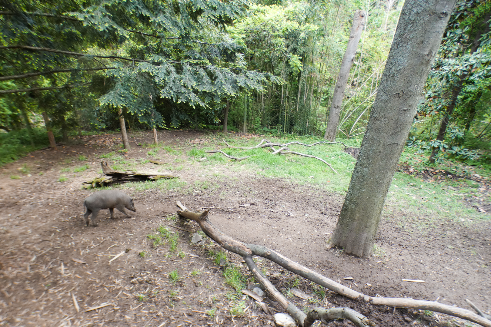 May. 2021 - Bamboo Trail - Babirusa Exhibit (New Species)