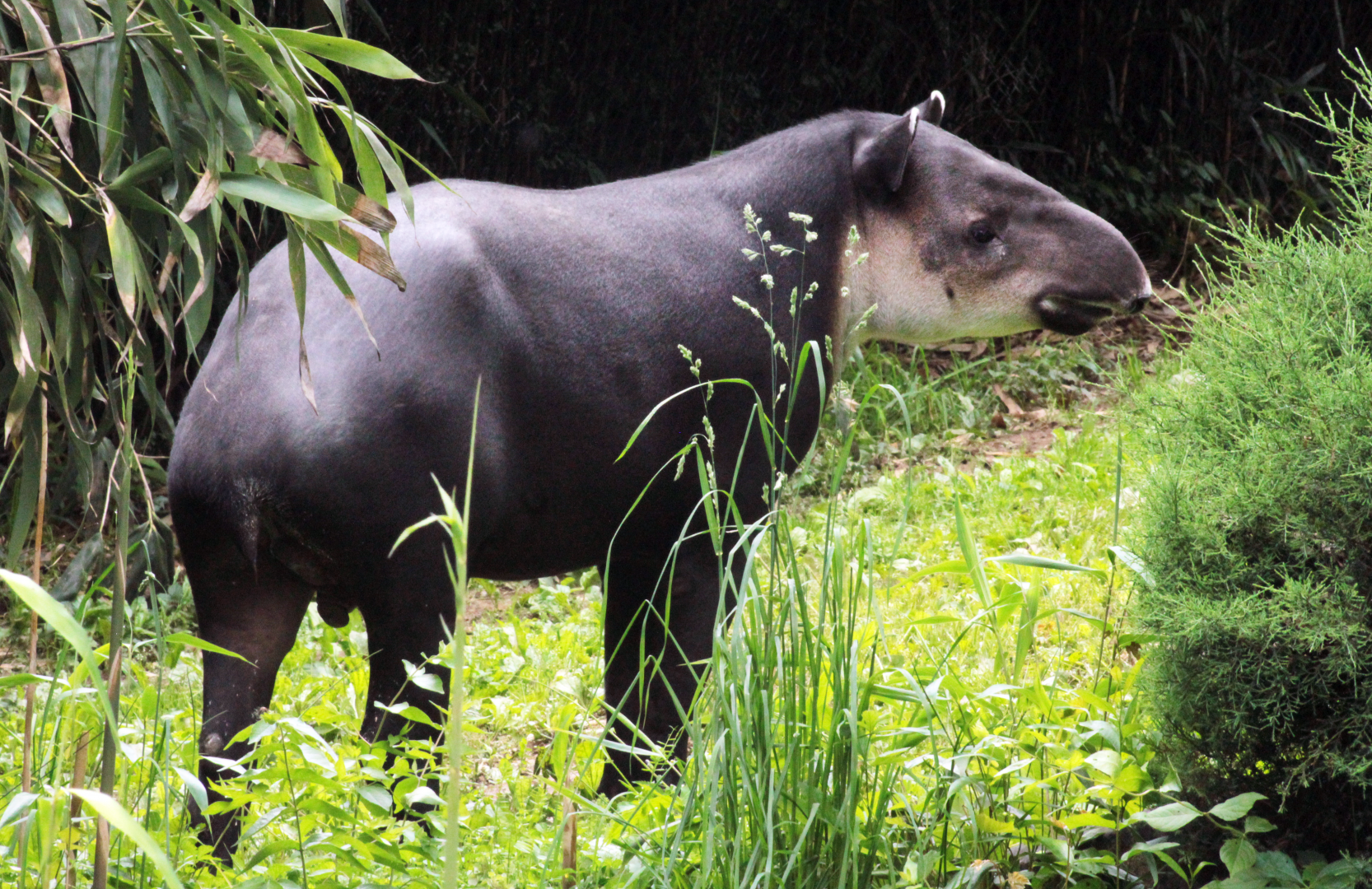 May. 2021 - Bamboo Trail - Baird's Tapir