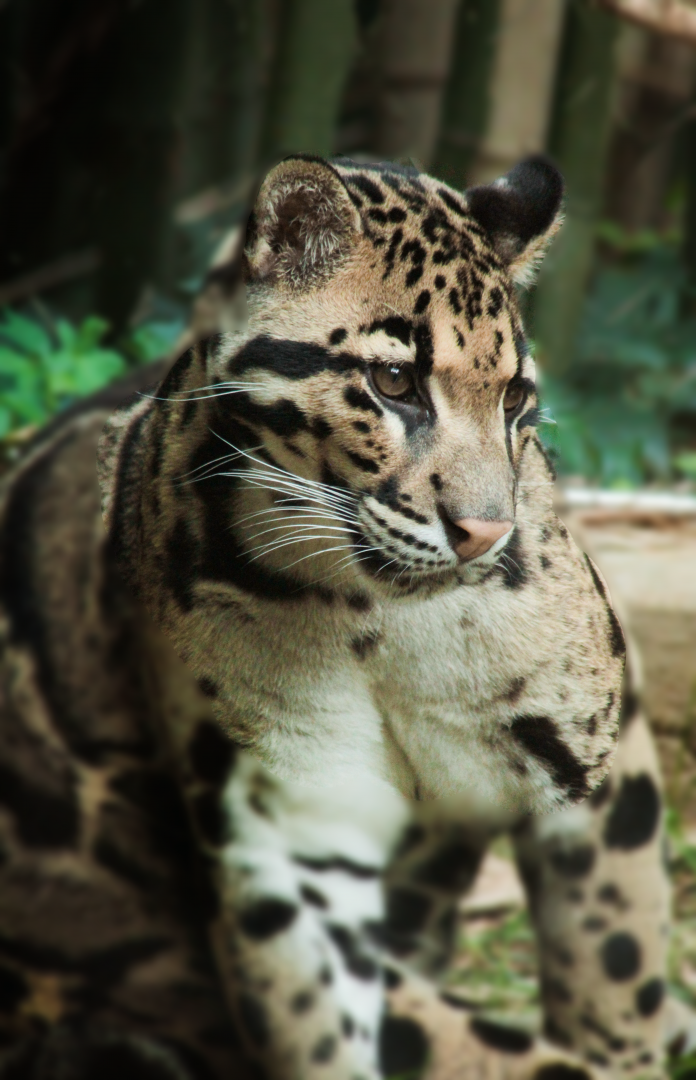May. 2021 - Bamboo Trail - Clouded Leopard
