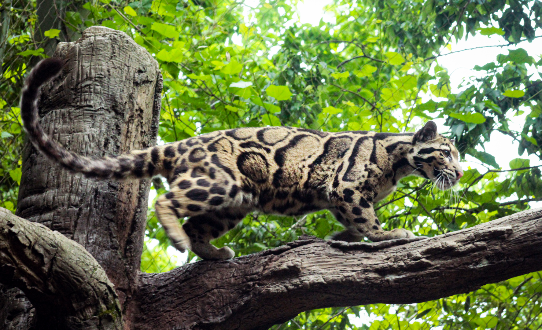 May. 2021 - Bamboo Trail - Clouded Leopard