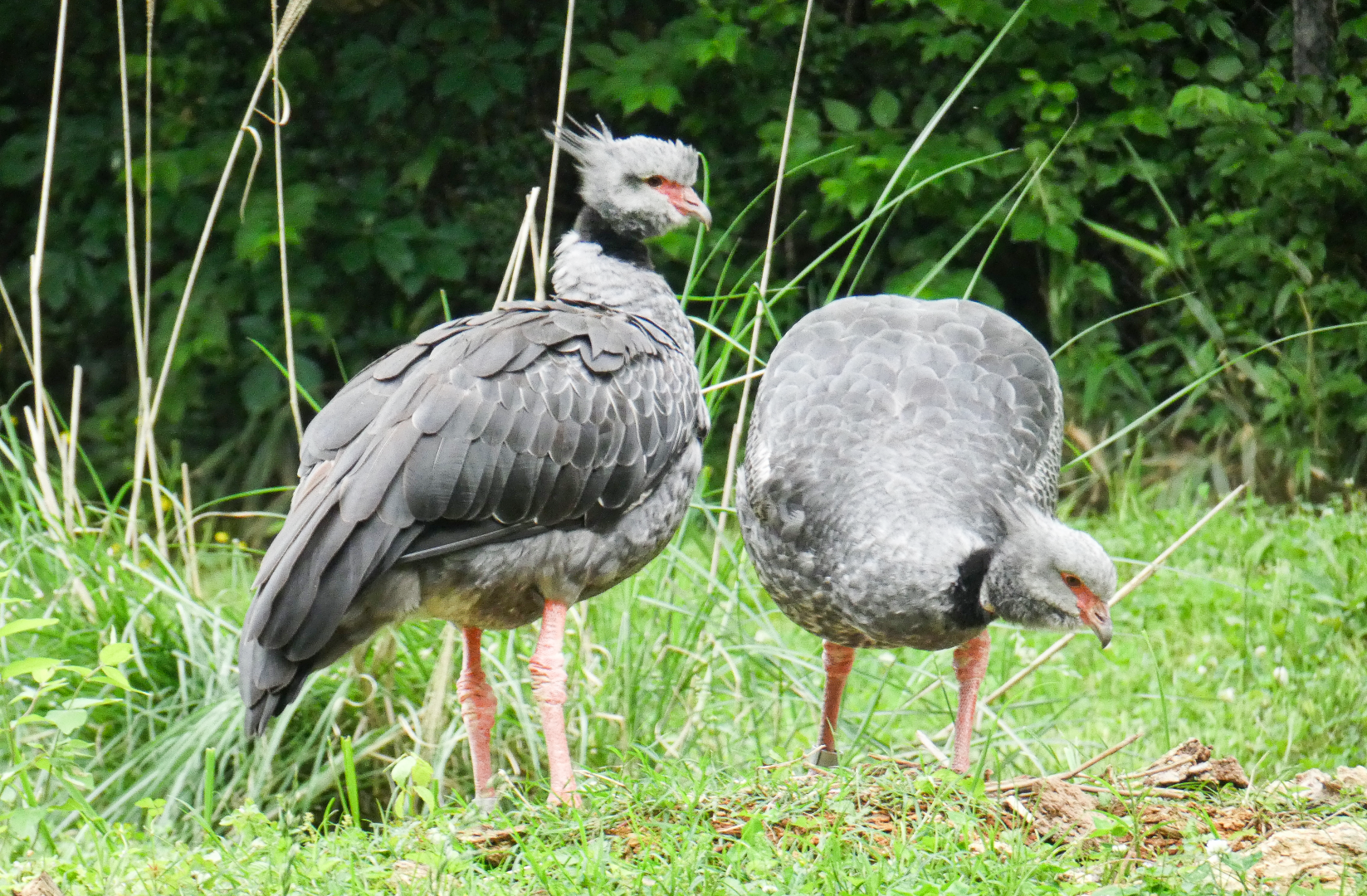 May. 2021 - Bamboo Trail - Crested Screamers