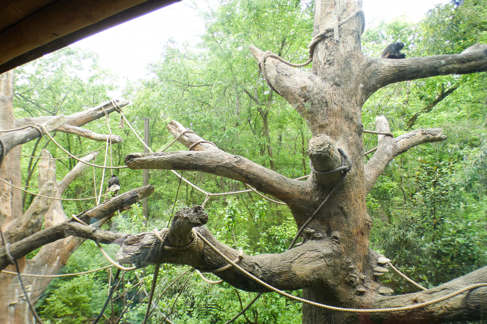 May. 2021 - Bamboo Trail - Mexican Spider Monkey Exhibit