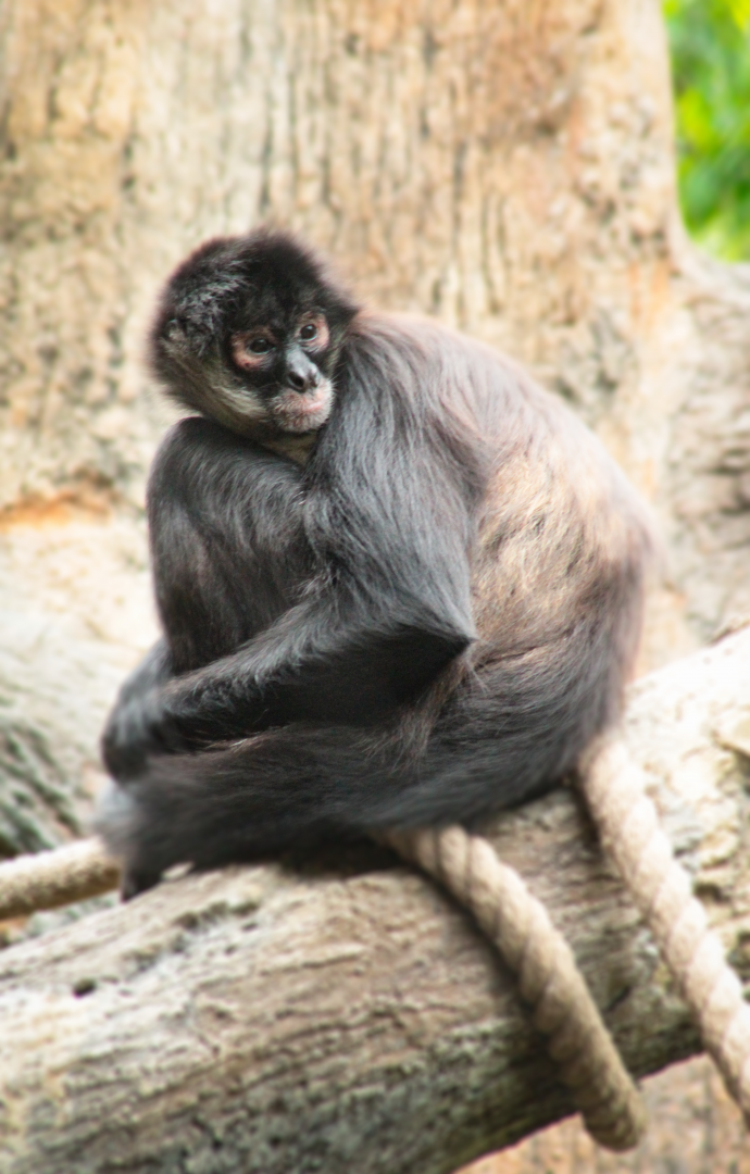 May. 2021 - Bamboo Trail - Mexican Spider Monkey