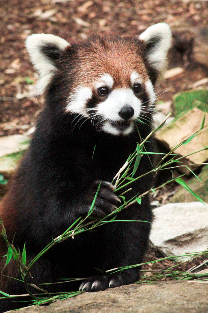 May. 2021 - Bamboo Trail - Red Panda