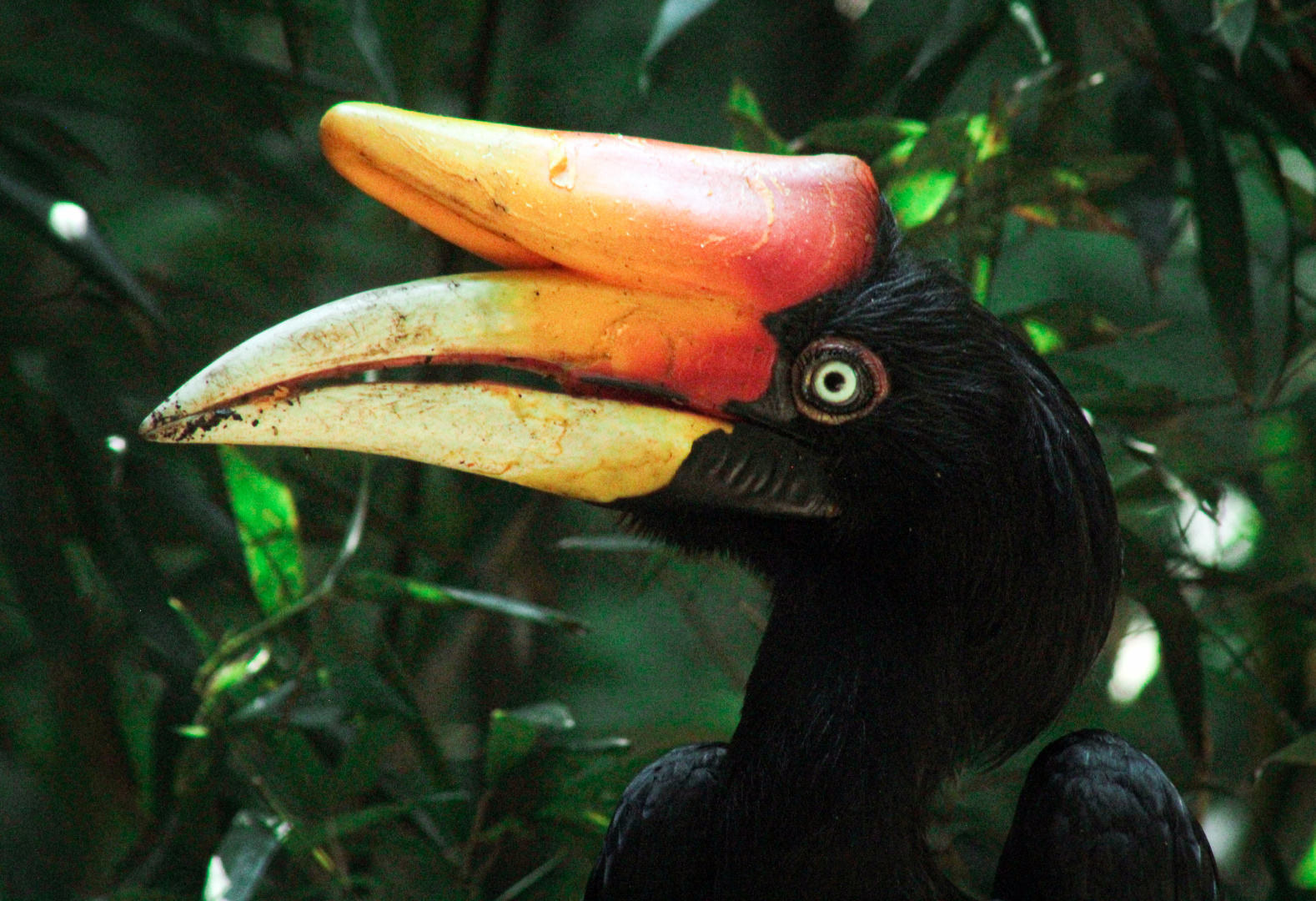 May. 2021 - Bamboo Trail - Rhinoceros Hornbill