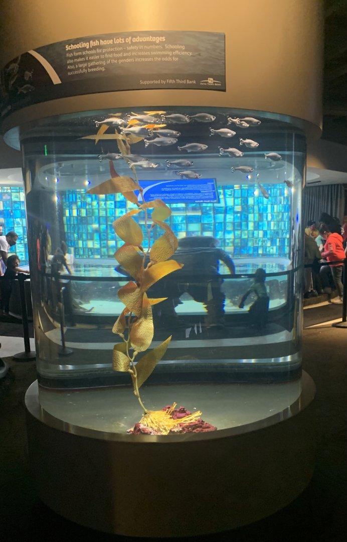 May 2021- Barred flagtail tank