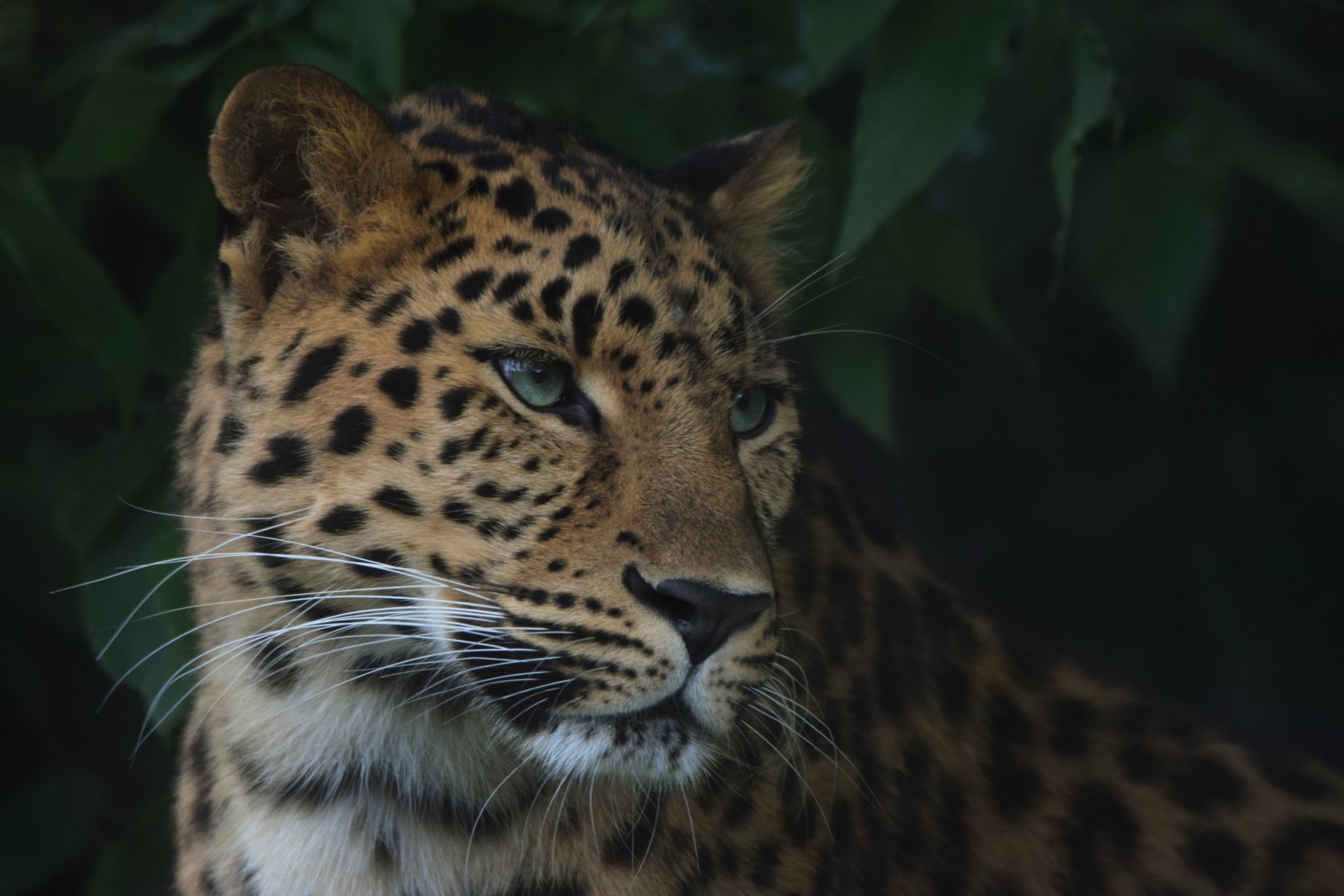 [May 2021] Big Cat Country- Amur leopard