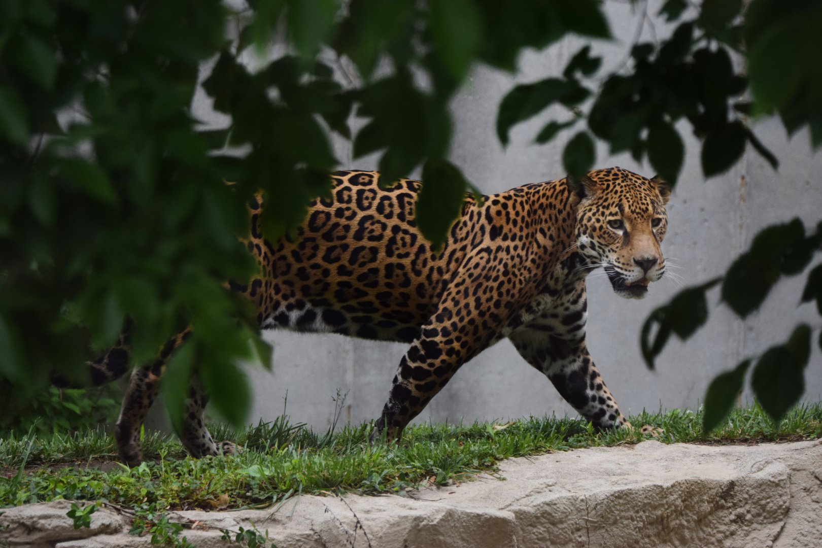 [May 2021] Big Cat Country- Jaguar (Panthera onca) walking