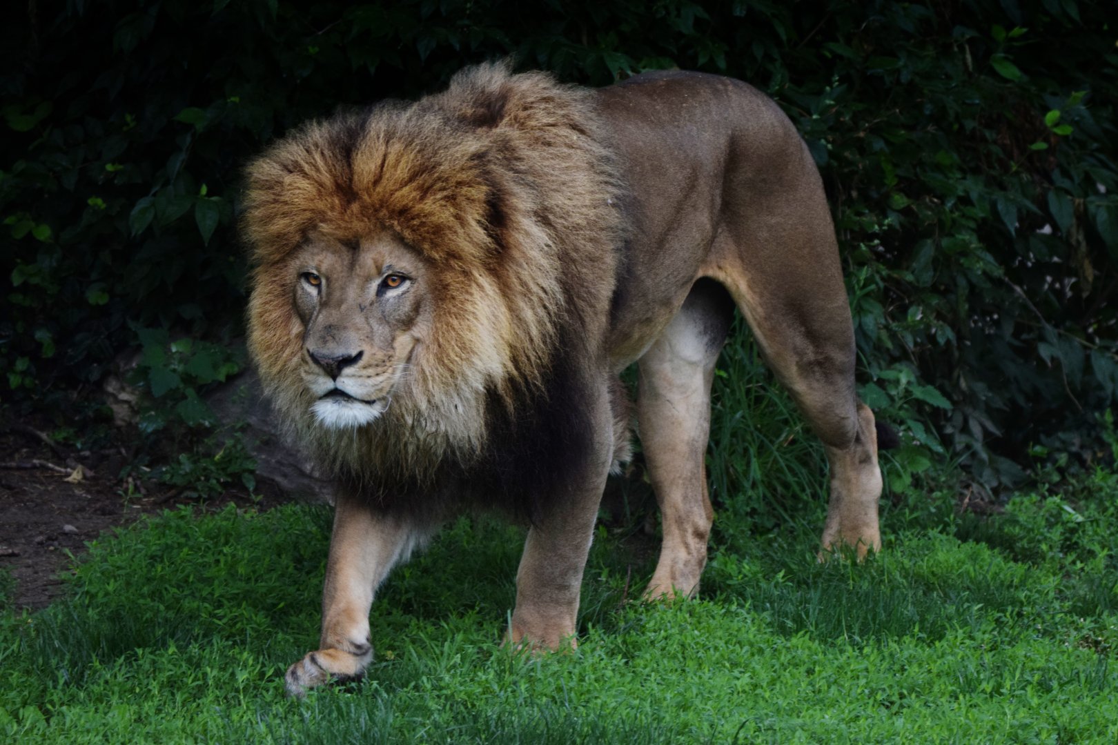 [May 2021] Big Cat Country- lion (Panthera leo) walking