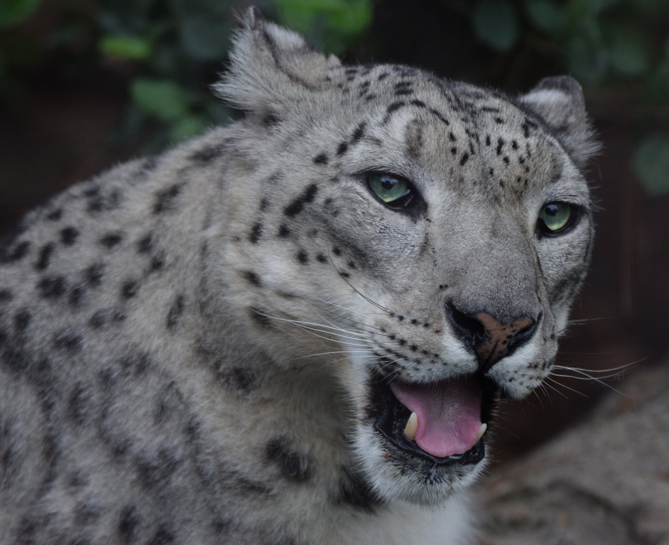 [May 2021] Big Cat Country- snow leopard (Panthera uncia)