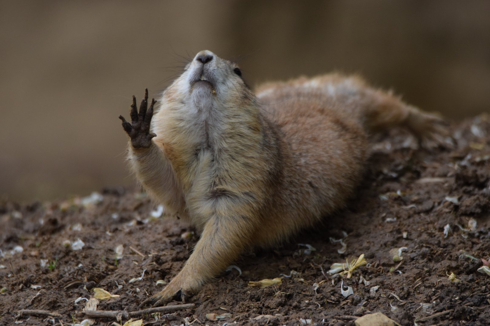 [May 2021] black-tailed prairie dog (Cynomys ludovicianus) stretching