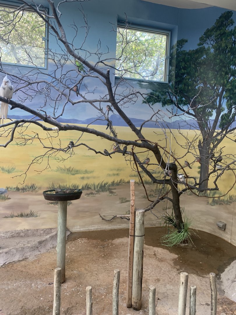 May 2021- Bourke’s parrots, budgerigars, and a cockatiel