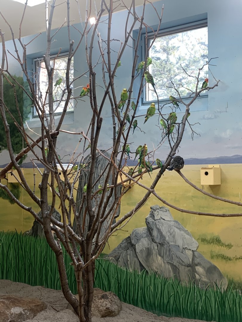 May 2021- Budgerigars, Fischer’s lovebirds, and a Crested pigeon