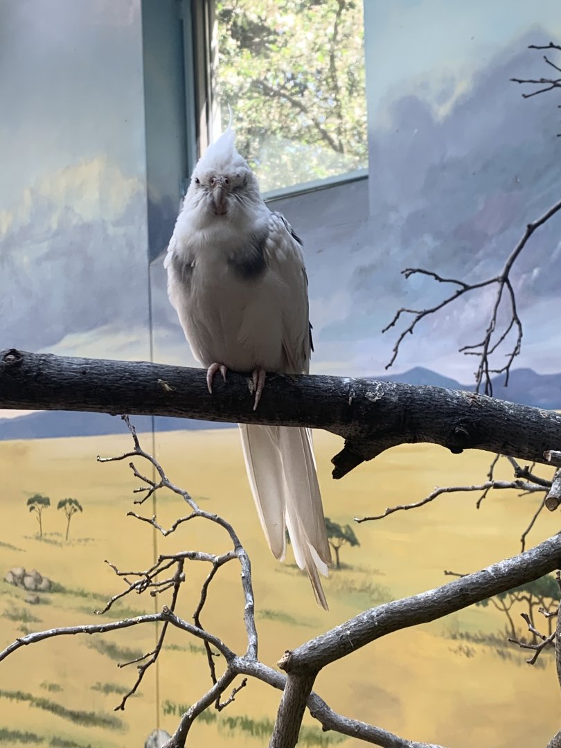 May 2021- Cockatiel