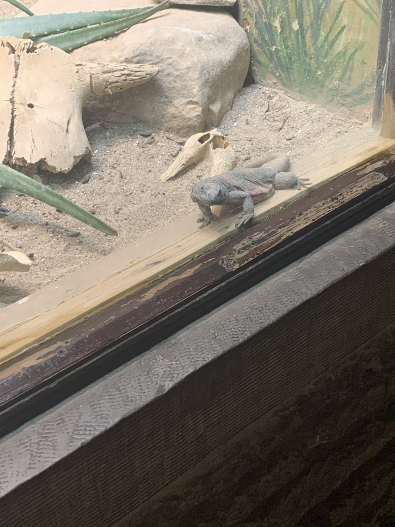 May 2021- Common chuckwalla