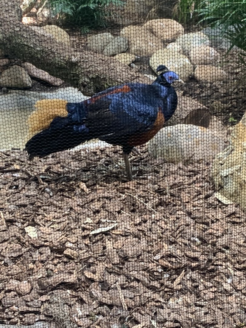 May 2021- Crested fireback pheasant