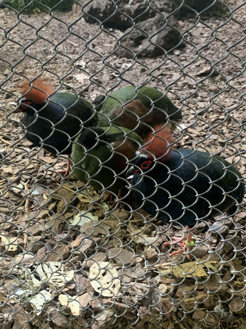 May 2021- Crested wood partridges