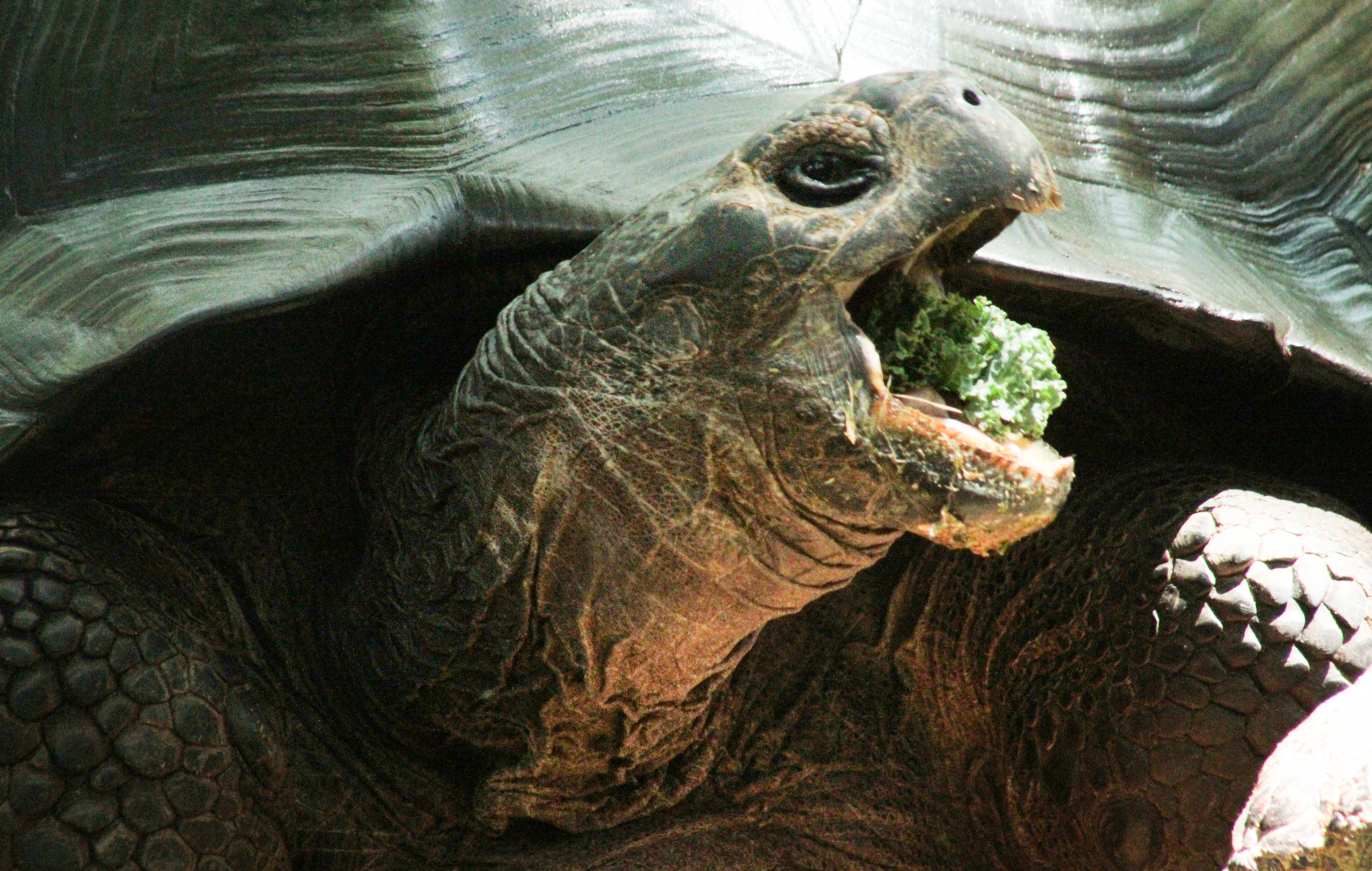 May. 2021 - Critter Encounters - Galapagos Tortoise