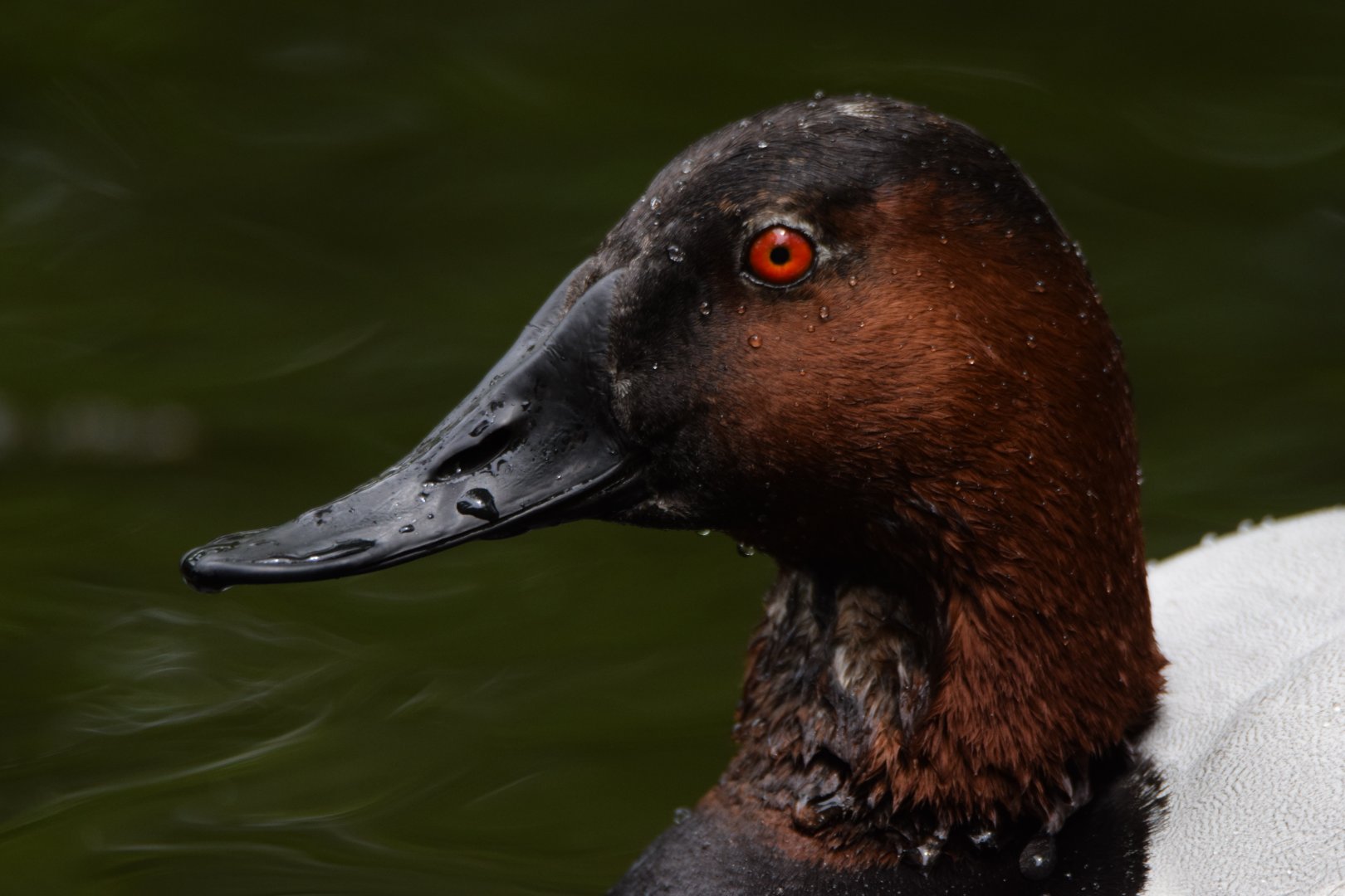 [May 2021] Cypress Swamp- canvasback (Aythya valisineria)